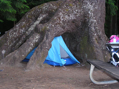 Tree and tent