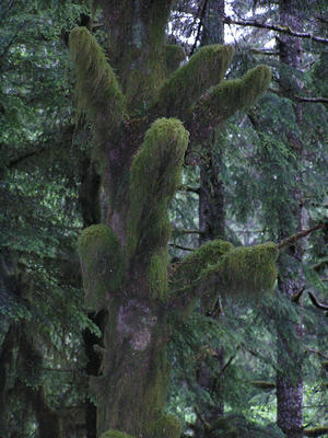 Moss covered tree.