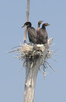 Cormorant nest on treetop