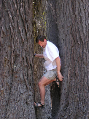 Doug in tree