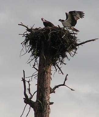 Osprey nest on utility pole
