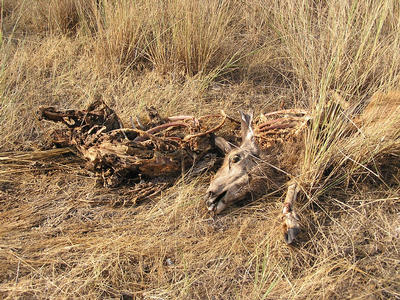 deer carcass