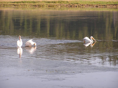Yellowstone Pelicans