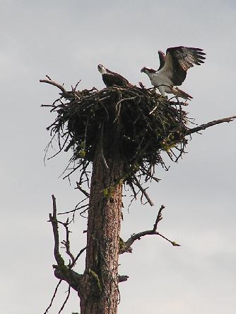 osprey nest