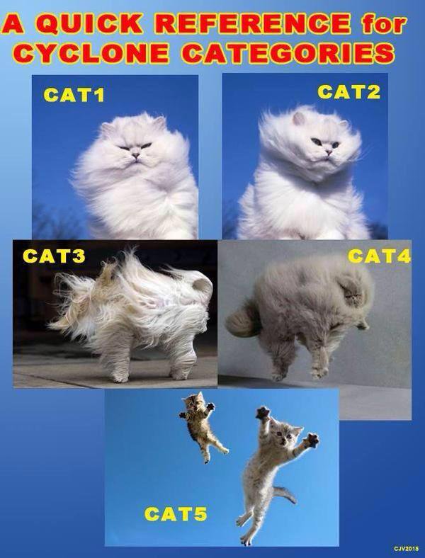 cat-hurricane-cat.jpg