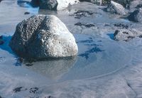 tide pool