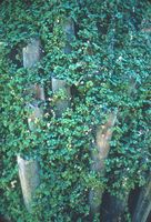 Golden Gate Park fern trunk