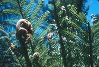 Golden Gate Park fern fiddleheads