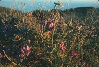 Wildflowers south of Stinson Beach