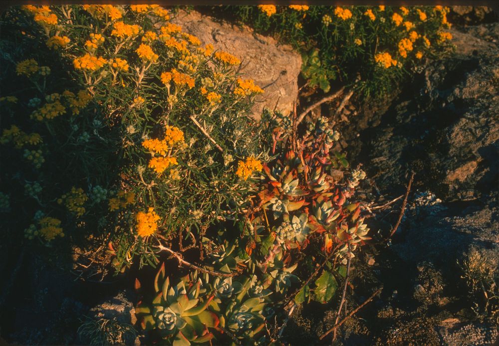 More wildflowers south of Stinson Beach