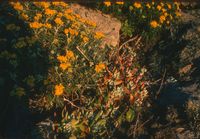 More wildflowers south of Stinson Beach