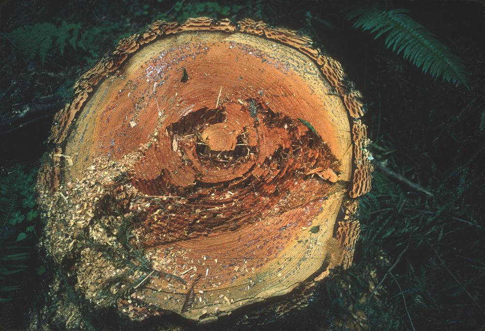 Redwood demonstration forest: stump