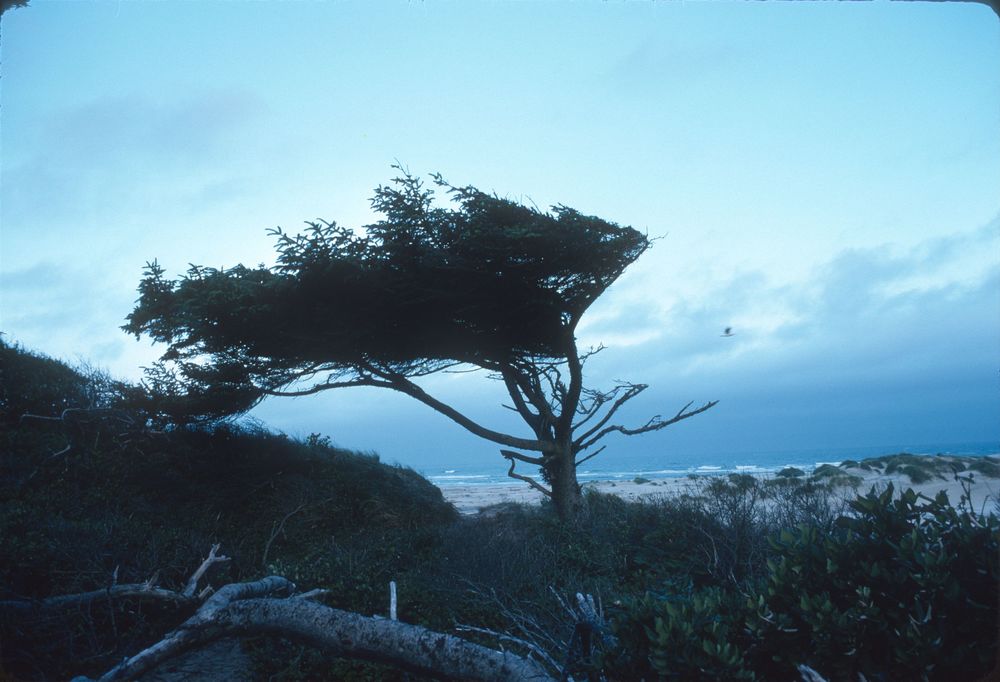 Shoreline tree