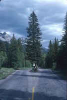 Tree splits road