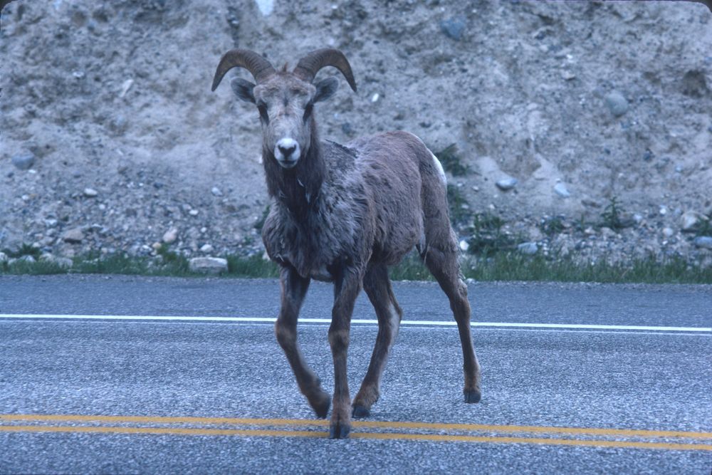 Bighorn sheep