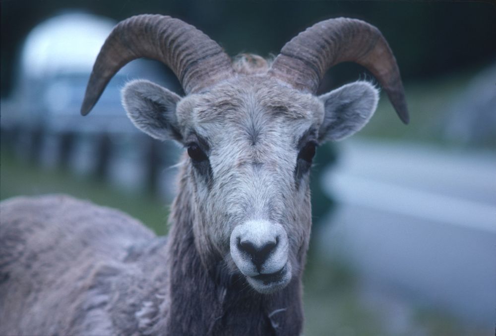 Bighorn sheep closeup