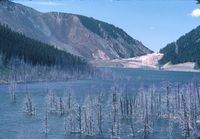 Earthquake Lake: Dead trees