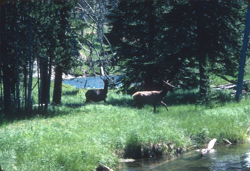 Elk