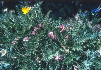 Alpine flowers